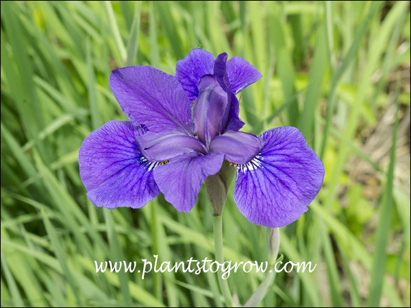 Halcyon Siberian Iris
(06-07-2014)